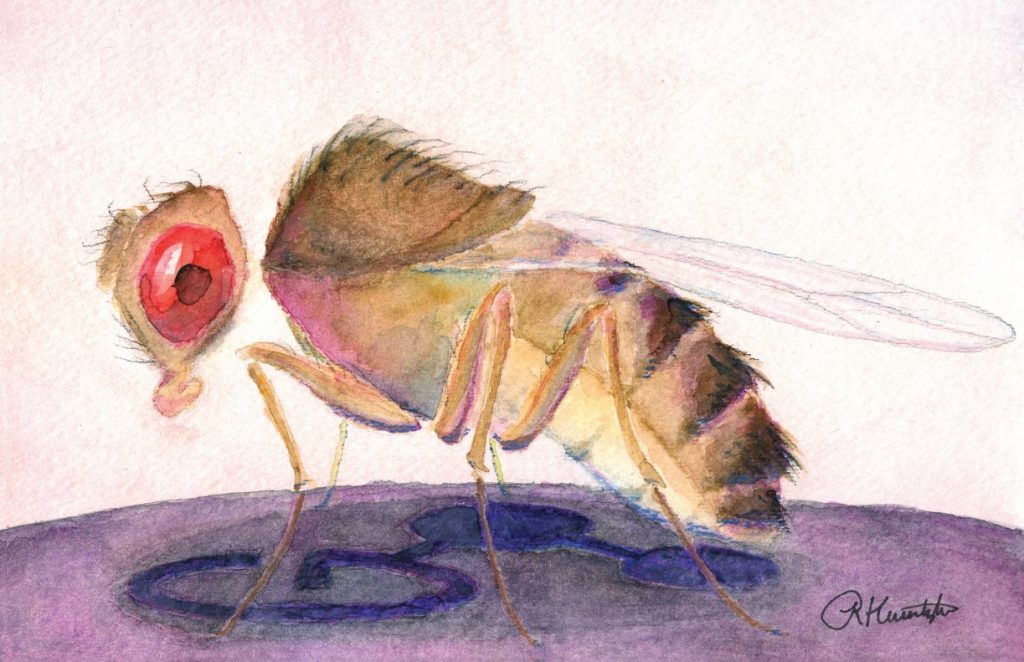Drosophila Art Gallery Flystuff® by Genesee Scientific