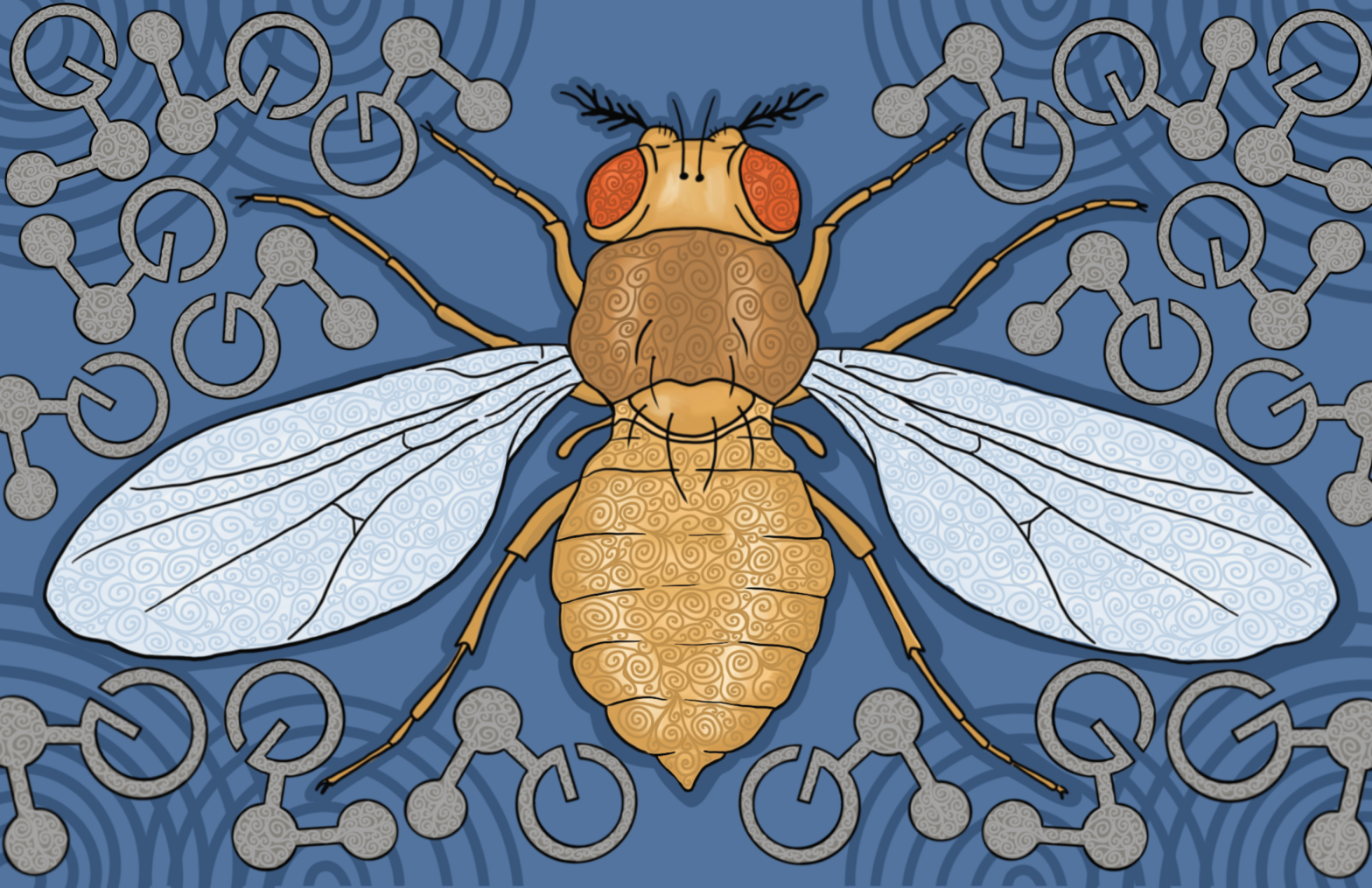 Drosophila Art Gallery Flystuff® by Genesee Scientific